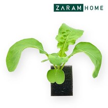 스마트팜 수경재배 모종 루꼴라 로켓샐러드, 곱슬아삭이 (1개입)