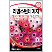 리빙스턴 데이지 씨앗 송엽국 종자 꽃씨 씨 1000알