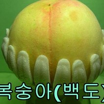 백도복숭아접1년특묘 2그루/묘목/나무묘목/유실수/복숭아