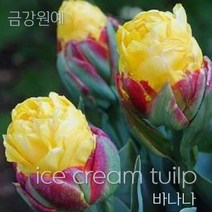 튤립 구근 2022년 입고 금강원예, 아이스크림 바나나(2구)