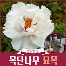 목단나무 묘목 모란 3년생 3지 흰꽃 꽃나무 화목류 조경수