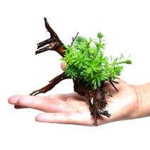 헬로아쿠아 모음)심쿵 수초아이템 160종 쉬운수초 어항장식 열대어 어항꾸미기 수족관꾸미기, 45번) 물수세미와 가지유목 활착