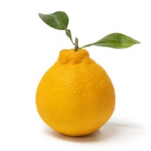 설 명절 제주 한라봉 10kg내외 (30~50과)