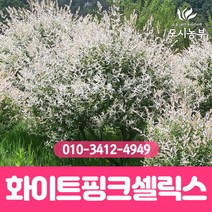 화이트핑크셀릭스/R2~R3/개화주/버드나무/무늬/삼색/버들/나무/조경수/묘목/도시농부