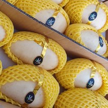 당일발송 항공직송 태국 노랑 망고 고당도망고 특대과 5kg 1box (10과~12과)
