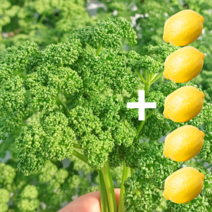 오일만주스 재료 파슬리 60g 레몬 5개(파슬리 농장 당일 발송), 파슬리300g+레몬5개=오일만주스세트