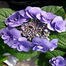 착한가격 나무생각 / 카마쿠라수국 / 7치 포트 / 개화주, 1개