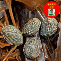 청산도 청정수산 완도 전복 활전복, 1box, 1kg (총14-15마리)