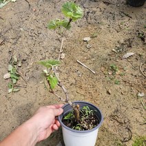 포도나무 샤인머스켓 2년생 묘목 (포트묘), 1개