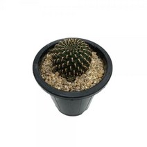 선인장 헤인즈 - 진분홍색의 꽃이 아름다운