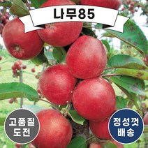 (나무85) 사과나무묘목 14종 시리즈, 10.미야비 R3 내외 분