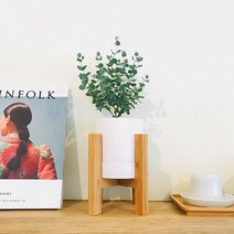 앙플랜트 우드스탠드 소품 공기정화식물 set, 유칼립투스소품/플라스틱 기본 포트