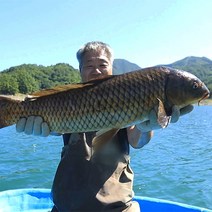 자연나라 가마솥 자연산 잉어곰 100ml x 60포