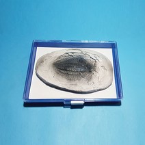 삼엽충화석모형보관케이스포함, 상세페이지 참조