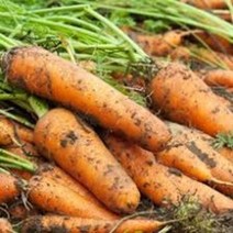 정직한먹거리 국내산 최상품 흙 햇 당근, 5kg, 당근 중(주스용)