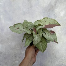 싱고니움 밀크컨페티 중