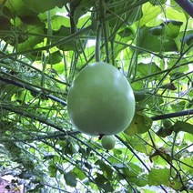 팔공산 선진농원 조선 애호박 통박 옥수수수염 산지직송 판매, 말린 박고지 100g