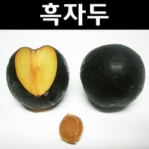 흑자두/바이오체리 접목1년 뿌리묘 나무 묘목 3개/유실수/과수