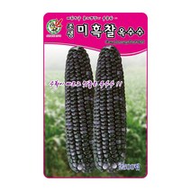 오스템 옥수수씨앗 조생미흑찰옥수수 2500립