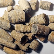 두족류 앵무조개 오소세라스 화석