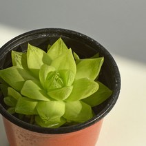 하월시아 보초금 다육 식물 모종 국민 다육이 마이플랜트, 소품