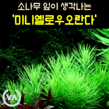 [비바소녀] 소나무잎을 닮은 미니 옐로우 오란다(2줄기) 초보수초 레이아웃 미니어항