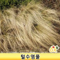 들꽃닷컴]야생화 조경용으로 많이 쓰이는 털수염풀 4치포트(10개 1set)