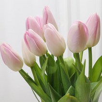 [로즈온리] 튤립 연핑크 한단 생화택배