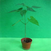 강낭콩 기르기 키트(5인세트)강낭콩 키우기