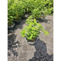 플랜츠펙토리 목수국 야생화 중품 노지월동 40-60cm 119, 1개