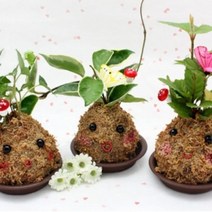 깜찍이 토피어리 만들기 3인용세트, 산호수