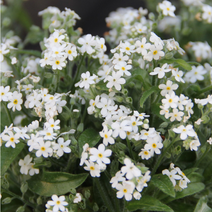 물망초-화이트 10cm화분묘 묘종 4개 재입고 노지월동 다년생 지피식물 천지가야생화