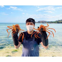 당일조업 홍게 구룡포 연지홍게 붉은대게 자숙 2kg 3kg, 2kg 6-8미, 육수라면용 수율40%이상, 1개