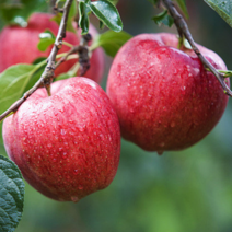 청송 사과 농부네 부부농장 꿀 사과 산지직송, 03.사과 가정용 2kg 대과, 2kg 1박스