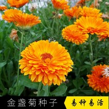 금잔국화 씨앗 사계절 심기 쉽다 추위에 견디다 다년생 난쟁이 화훼 씨앗 장생국 실외 정원 녹화 화씨 정원 분재 화초 씨앗 간설 금잔국 씨앗 1근, 황금 국화 씨앗 1 Catties