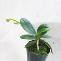 대엽풍란(꽃대)
