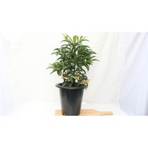 [골든플랜트] 만냥금 만냥금중품 행운을 불러오는 만냥금 크리스마스 열매식물 개업선물 공기정화식물