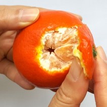 고당도 달콤함이 가득 신품종 제주 홍미향 홍매향 썬레드 미하야 감귤 1kg 2kg 3kg, 홍미향 감귤 중과 1kg(5~10과 내외)