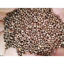 중국산 들깨 22kg 추가 500g증정 특A/2022년 햇들깨 수입산 들깨/길림들깨 마대포장