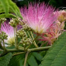 묘목/자귀나무 실생2년생/5주 kk1275