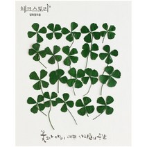 네잎클로버 꽃 압화 대/중/소, 대