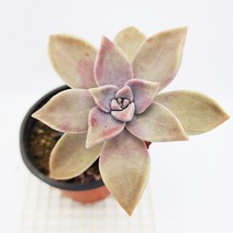 용월 다육이 잘키운 목대 봄 분홍다육 정원130, 단품