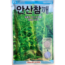 참깨 씨앗 질좋은 국산참기름용 쉬운재배