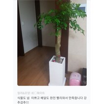 없음 [반값화분] MAIN-대형해피트리140(행복나무) 직접배송 축하화분 개업화분 거실화분 카페화분 인테리어화분 아레카야자 극락조 알로카시아 파키라 고무나무, 백자원통(도기)