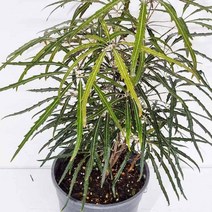 공기청정식물 그늘에서잘자라는식물 습도올리기 아라리아 아라리아키우기 아랄리아