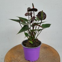 12900 안스리움초코 검정꽃 10~25cm