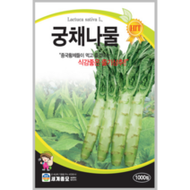 궁채 나물 씨앗 1000립 / 상추 뚱채 씨 줄기상추 + 서비스씨앗 증정