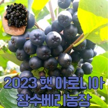 [게르마늄영양제사용] 마미템 23년 햇 냉동 생 아로니아 꼭지제거 생과, 1개, 꼭지제거특품1kg