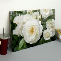 바보사랑 아크릴액자 아름다운백장미(대형).꾸밈, 3.꿀벌과장미