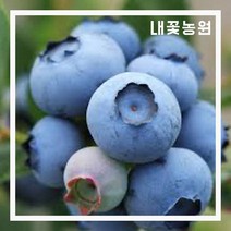 블루베리(듀크) 2년 12CM포트 2주 묶음 (8월 모습)